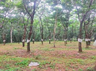 Residential Land for Sale in Thrissur, Thrissur, Madakkathara, Pullakandam road