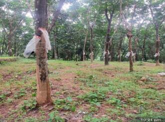 Residential Land for Sale in Thrissur, Thrissur, Madakkathara, Pullakandam road