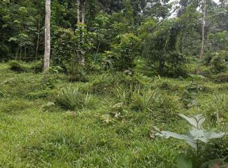 Residential Land for Sale in Kottayam, Ponkunnam, Cheruvally, Kizhakkekavala Kailathukavala Road