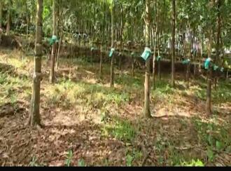 Residential Land for Sale in Ernakulam, Angamaly, Angamaly, near angamali town