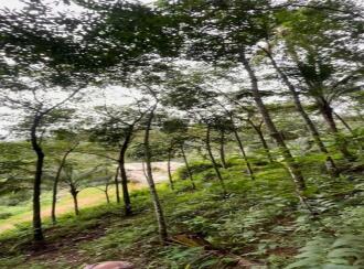Residential Land for Sale in Idukki, Cheruthoni, Cheruthoni, Vanchikavala
