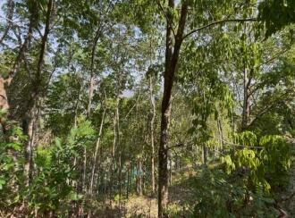 Residential Land for Sale in Idukki, Cheruthoni, Cheruthoni, Vanchikavala
