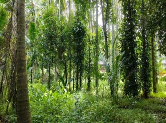 Residential Land for Sale in Thrissur, Wadakanchery, Desamangalam