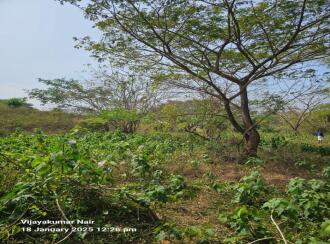 Agricultural Land for Sale in Palakkad, Ottappalam, Kanniyampuram, Mariamman Koil street