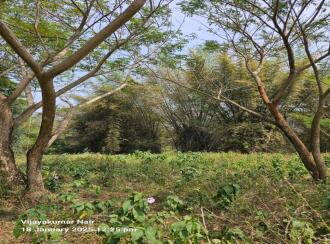 Agricultural Land for Sale in Palakkad, Ottappalam, Kanniyampuram, Mariamman Koil street