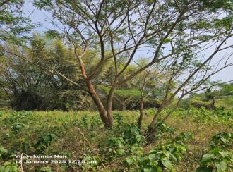 Agricultural Land for Sale in Palakkad, Ottappalam, Kanniyampuram, Mariamman Koil street