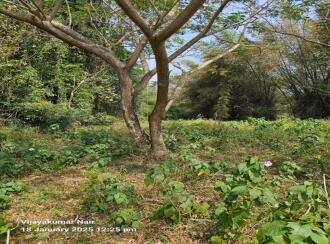Agricultural Land for Sale in Palakkad, Ottappalam, Kanniyampuram, Mariamman Koil street