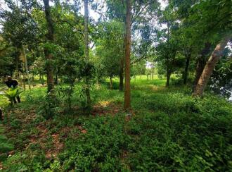 Residential Land for Sale in Thrissur, Mala, Puthenchira, 8/1 Vadama