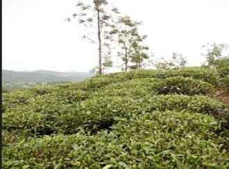 Residential Land for Sale in Wayanad, Wayanad, Wayanad, Periya