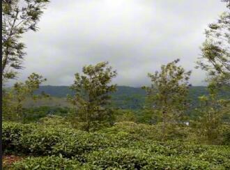 Residential Land for Sale in Wayanad, Wayanad, Wayanad, Periya