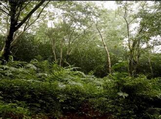 Residential Land for Sale in Wayanad, Wayanad, Wayanad, Periya