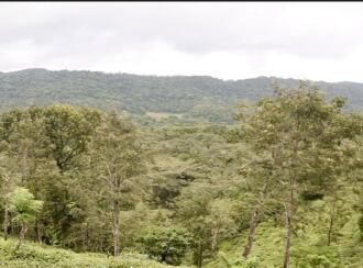 Residential Land for Sale in Wayanad, Wayanad, Wayanad, Periya