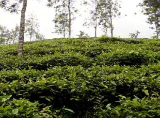 Residential Land for Sale in Wayanad, Wayanad, Wayanad, Periya