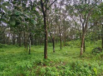 വാസയോഗ്യമായ ഭൂമി വില്പനയ്ക്ക് കോട്ടയം, Kuravilangad, Kaliyarthottam