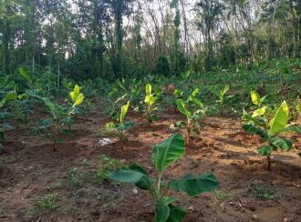 Residential Land for Sale in Kottayam, Kanjirapally, Manimala, primary health center road