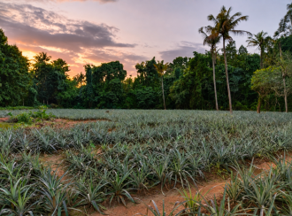Residential Land for Sale in Ernakulam, Angamaly, Karukutty, Besleham