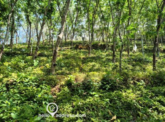 Agricultural Land for Sale