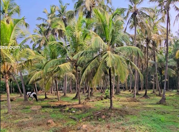 Commercial Land for Sale