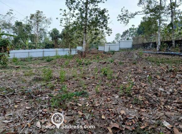 8 - View from inside the 22 Cents plot