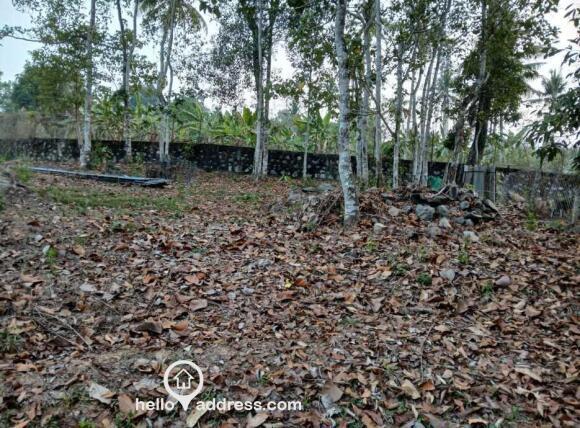 9 Another view from inside the 22 Cents plot