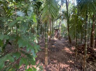 വാസയോഗ്യമായ വീട് വില്പനയ്ക്ക് Thrissur, Thrissur, Parappur, https://maps.app.goo.gl/J7zAQ6NmSvUH7qak6