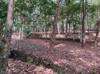 കൃഷി ഭൂമി വില്പനയ്ക്ക് കോട്ടയം, Kanjirapally, Kalaketty, Kappad Moozhicad