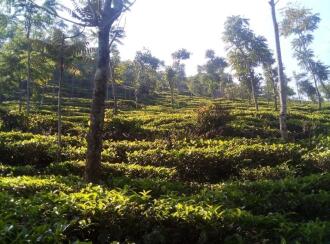 Agricultural Land for Sale in Idukki, Vagamon, Vagamon, Malayilputhuval nearly 5kms from vagamon