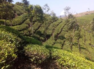 Agricultural Land for Sale in Idukki, Vagamon, Vagamon, Malayilputhuval nearly 5kms from vagamon
