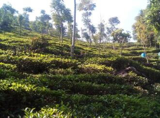 Agricultural Land for Sale in Idukki, Vagamon, Vagamon, Malayilputhuval nearly 5kms from vagamon