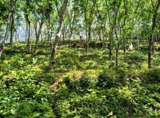 Agricultural Land for Sale in Kottayam, Poonjar, Poonjar