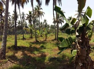Residential Land for Sale in Alleppey, Kuttanad, Ramankary