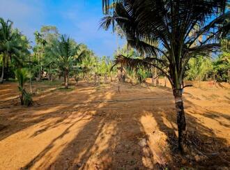 Residential Land for Sale in Kottayam, Thalayolaparambu, Maravanthuruth, NEAR BY TGM VIDYANIKETHAN SCHOOL MARAVANTHURUTHU