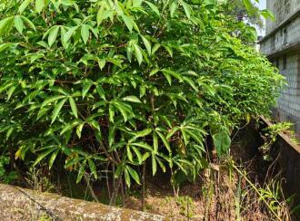 Residential Land for Sale in Kottayam, Kottayam town, Athirampuzha, Near Charis Bhavan Retreat Centre, Athirampuzha