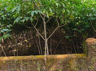 Residential Land for Sale in Kottayam, Kottayam town, Athirampuzha, Near Charis Bhavan Retreat Centre, Athirampuzha