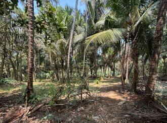 Residential Land for Sale in Kozhikode, Mankavu, Mankavu, 1.5 km from Lulu Mall behind Petrol pump Mankave , Calicut