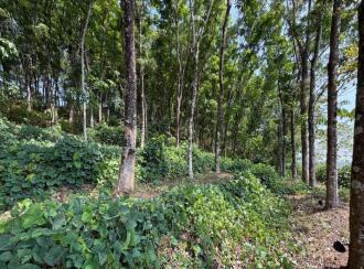 Residential Land for Sale in Pathanamthitta, Konni, Kalanjoor, Near Malanada temple