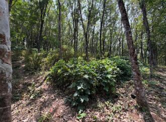 Residential Land for Sale in Pathanamthitta, Konni, Kalanjoor, Near Malanada temple