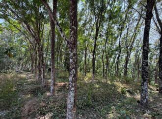 Residential Land for Sale in Pathanamthitta, Konni, Kalanjoor, Near Malanada temple