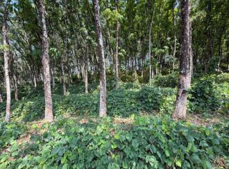 Residential Land for Sale in Pathanamthitta, Konni, Kalanjoor, Near Malanada temple