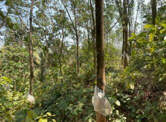 Residential Land for Sale in Thrissur, Chelakara, Chelakara Town, https://maps.app.goo.gl/PEwposKCJQy2PKBs7