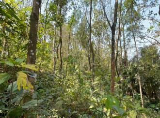 Residential Land for Sale in Thrissur, Chelakara, Chelakara Town, https://maps.app.goo.gl/PEwposKCJQy2PKBs7