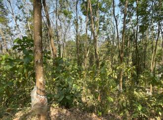 Residential Land for Sale in Thrissur, Chelakara, Chelakara Town, https://maps.app.goo.gl/PEwposKCJQy2PKBs7