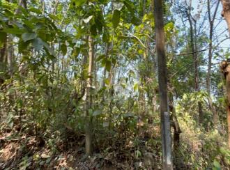 Residential Land for Sale in Thrissur, Chelakara, Chelakara Town, https://maps.app.goo.gl/PEwposKCJQy2PKBs7