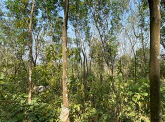 Residential Land for Sale in Thrissur, Chelakara, Chelakara Town, https://maps.app.goo.gl/PEwposKCJQy2PKBs7