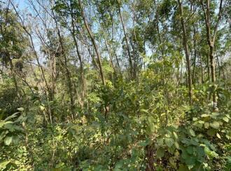 Residential Land for Sale in Thrissur, Chelakara, Chelakara Town, https://maps.app.goo.gl/PEwposKCJQy2PKBs7