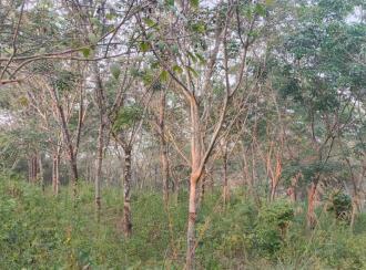 Agricultural Land for Sale in Kasargod, Bedadukka, Munnad, Kanhirathingal