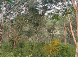 Agricultural Land for Sale in Kasargod, Bedadukka, Munnad, Kanhirathingal