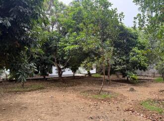 Residential House Villa for Sale in Ernakulam, Kalady, Kalady, Near Anitha Vidyalayam, Thannippuzha