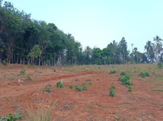 Residential Land for Sale in Palakkad, Mannarkkad, Pallikurup, Pallikurup, Tippu Sulthan Road