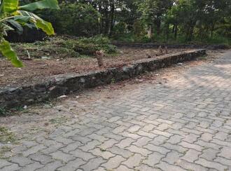 Residential Land for Sale in Ernakulam, Aluva, Edathala, Edathala police station